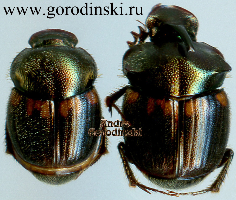 http://www.gorodinski.ru/copr/Onthophagus bifasciatus.jpg